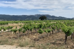 Provence 2019 - vinice v Rasteau
