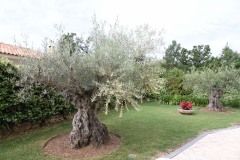 Provence 2019 - Roquefort les Pins